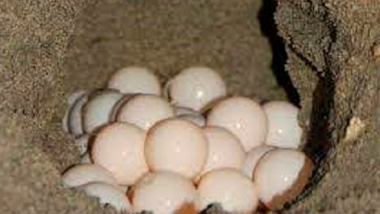 huevos