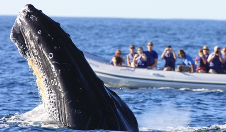 AVISTAMIENTO CRUCEROS (1)