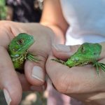 04- boletin donación de iguanas (14)